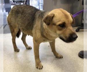 Chinese Shar-Pei-Unknown Mix Dogs for adoption in Riverside, CA, USA