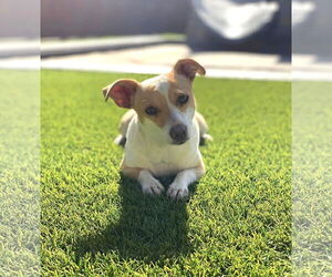 Chihuahua-Unknown Mix Dogs for adoption in Grafton, WI, USA