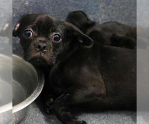 Pug-Unknown Mix Dogs for adoption in San Antonio, TX, USA
