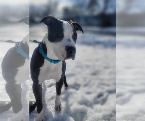 Bullboxer Pit Dogs for adoption in Maple Grove, MN, USA