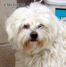 Shih-Poo Dogs for adoption in Lindsay, CA, USA
