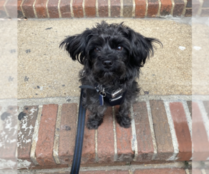 Medium Photo #2 Mutt Puppy For Sale in Brooklyn, NY, USA