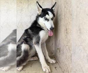 Siberian Husky Dogs for adoption in Oklahoma City, OK, USA