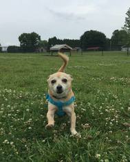 Chihuahua Dogs for adoption in Catasauqua, PA, USA
