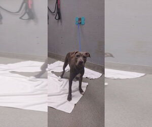 American Pit Bull Terrier-Unknown Mix Dogs for adoption in Las Vegas, NV, USA