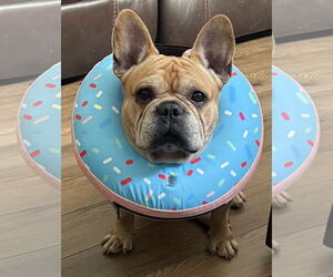 French Bulldog Dogs for adoption in Lighthouse Point, FL, USA