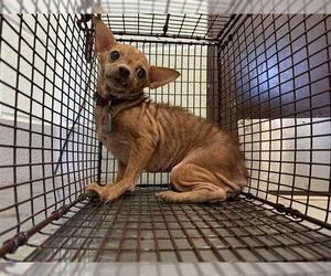 Chihuahua Dogs for adoption in Corpus Christi, TX, USA