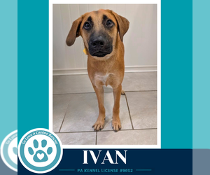 Mutt Dogs for adoption in Kimberton, PA, USA