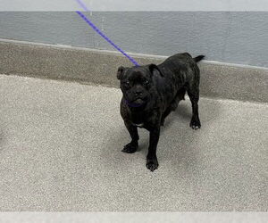 Chihuahua-Unknown Mix Dogs for adoption in Las Vegas, NV, USA