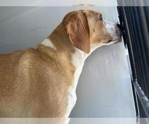 Beagle-Unknown Mix Dogs for adoption in Houston, TX, USA