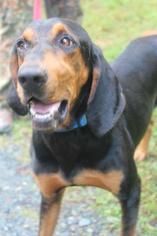 Black and Tan Coonhound Dogs for adoption in Ellijay, GA, USA