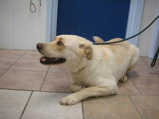 Labrador Retriever Dogs for adoption in Eureka Springs, AR, USA