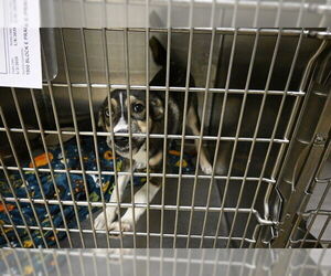Siberian Husky-Unknown Mix Dogs for adoption in Decatur, IL, USA