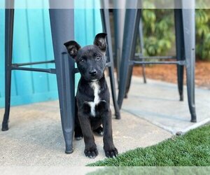 American Pit Bull Terrier-Unknown Mix Dogs for adoption in Santa Cruz, CA, USA