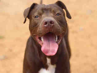Catahoula Leopard Dog-Labrador Retriever Mix Dogs for adoption in Tallahassee, FL, USA