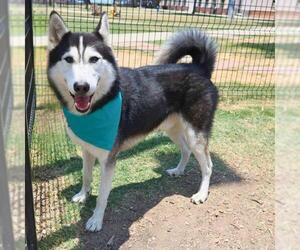 Huskies -Unknown Mix Dogs for adoption in San Antonio, TX, USA