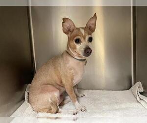 Chihuahua-Unknown Mix Dogs for adoption in Pasadena, CA, USA