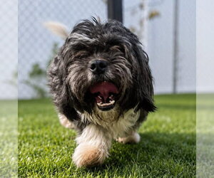 Shih Tzu-Unknown Mix Dogs for adoption in Canton, CT, USA