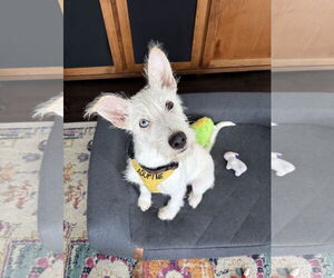 Mutt Dogs for adoption in St. Louis Park, MN, USA