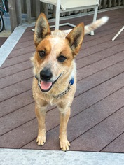 Mutt Dogs for adoption in Santa Rosa, CA, USA