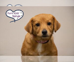 Retriever -Unknown Mix Dogs for adoption in Lee's Summit, MO, USA