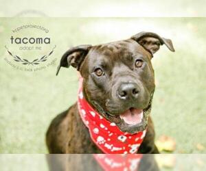 Boxador Dogs for adoption in Kansas City, MO, USA