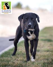 Medium Photo #1 American Bulldog-Labrador Retriever Mix Puppy For Sale in Salt Lake City, UT, USA