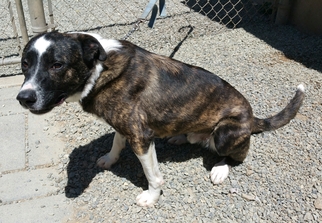 Boxador Dogs for adoption in Yucaipa, CA, USA