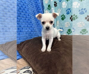 Chihuahua Dogs for adoption in Chico, CA, USA