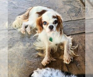 Cavalier King Charles Spaniel Dogs for adoption in Magnolia, TX, USA