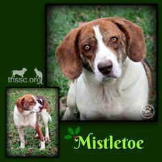 Beagle Dogs for adoption in Sullivan, IN, USA