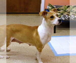 Beagi Dogs for adoption in York, SC, USA