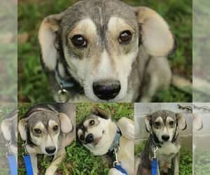 Alaskan Husky-Unknown Mix Dogs for adoption in Hanover, PA, USA