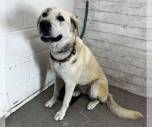 German Shepherd Dog-Unknown Mix Dogs for adoption in San Bernardino, CA, USA