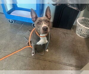 American Staffordshire Terrier Dogs for adoption in Tavares, FL, USA