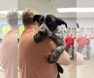Mutt Dogs for adoption in Sterling, MA, USA