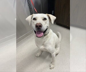 Labsky Dogs for adoption in Fairbanks, AK, USA