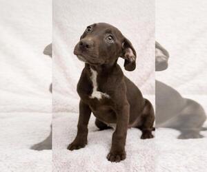 Labrador Retriever-Unknown Mix Dogs for adoption in Rockwall, TX, USA