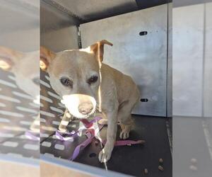 Labrador Retriever-Unknown Mix Dogs for adoption in San Antonio, TX, USA