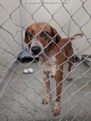 Redbone Coonhound Dogs for adoption in Palmetto, FL, USA