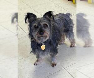 Silky Terrier-Unknown Mix Dogs for adoption in Harrisburg, PA, USA