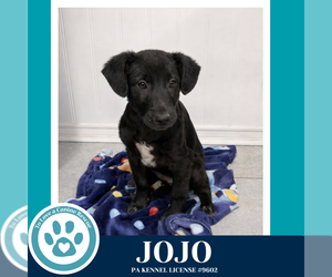 Labrador Retriever-Unknown Mix Dogs for adoption in Kimberton, PA, USA