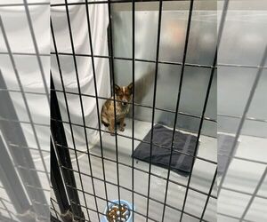Mutt Dogs for adoption in Calgary, Alberta, Canada