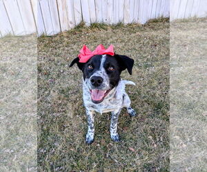Mutt Dogs for adoption in Sandy, UT, USA