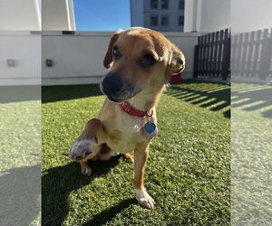 Mutt Dogs for adoption in San Francisco, CA, USA