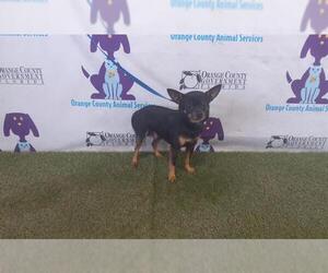 Chihuahua Dogs for adoption in Orlando, FL, USA