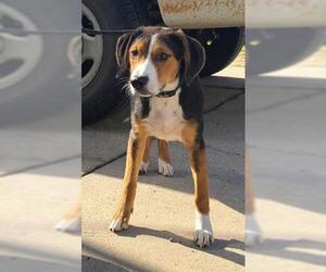Beagle Dogs for adoption in Fort Walton Beach, FL, USA