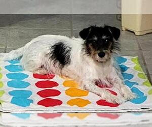Jack Russell Terrier Dogs for adoption in CRESCENT CITY, FL, USA