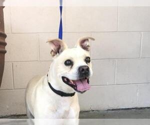 Faux Frenchbo Bulldog Dogs for adoption in pomona, CA, USA