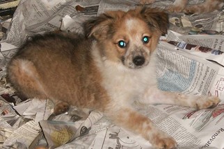 Australian Shepherd Dogs for adoption in Perry, OK, USA